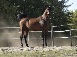 Sprzedam klacz czystej krwi arabskiej