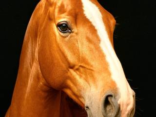 *Zjawiskowy 4.5-letni wałach*