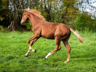 Dressage talent, ogierek roczny do ujeżdżenia