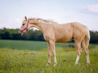 Totalnie wyjątkowa!! Młoda klacz Zangersheide Emerald Van’t Ruytershof x Plot Blue