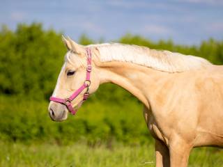 klacz Zangersheide Emerald Van’t Ruytershof x Plot Blue