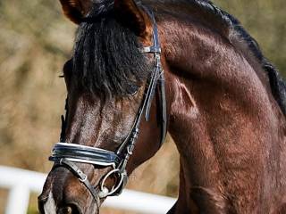 Ujezdzeniowy wałach