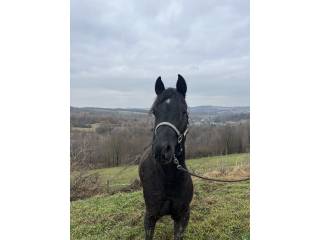 Redukcja stada arabskiego