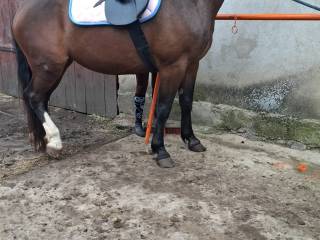 sprzedam klacz bardzo spokojna