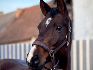 Oldenburska klacz do hodowli, źrebna ogierem Toys