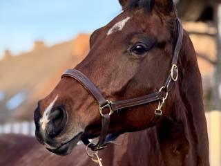Oldenburska klacz do hodowli, źrebna ogierem Jerico