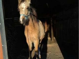 Klacz kuc walijski Pasja ma Asteya