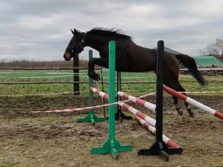 Klacz skokowa, 3lata, Zangersheide, w rodowodzie Chacco Blue i Cornet Obolenski.