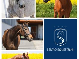 Konie i kuce do dzierzawy