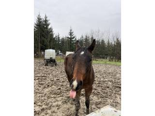 Stado arabskie do redukcji