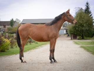 Dobrze zapowiadająca się  klacz z rocznika 2024