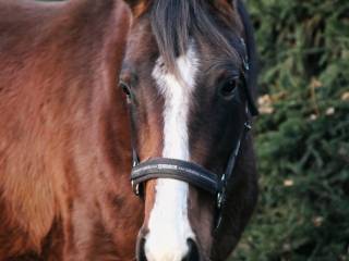 Madam 3,5 roku szuka człowieka