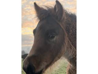 Wataru (Ousor) ogierek hc do rezerwacji, od hodowcy