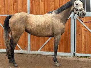 Kuc grupy D - 147 cm, zwinna 4 letnia klacz