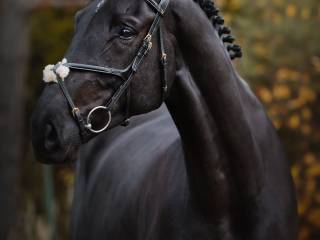 Kary wałach skokowy  konkursy N/C po Diamant de Semilly