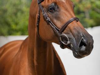 Holsztyńska klacz po Cascadello żrebna Diarado