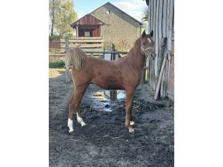 Sprzedam Ogierka Czysta Krew Arabska