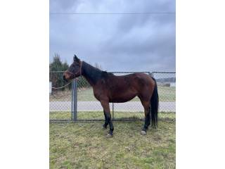 Sprzedam klacz małopolską