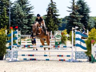 Holsztyński wałach