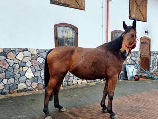 Klacz źrebna Zinedine