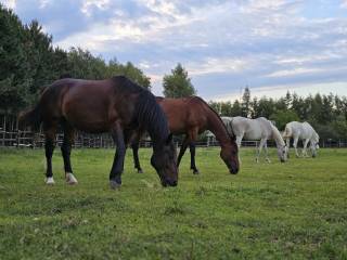 Pensjonat dla koni, Mazowieckie