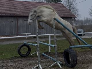 Przepiękna srokatotarantowata klacz 1/2 appalosa