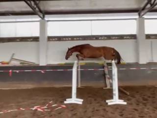 Młody wałach skokowy