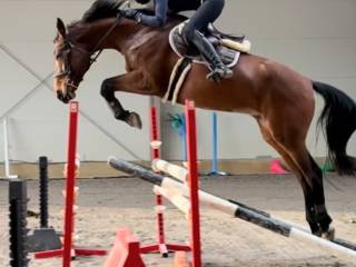 11 letnia klacz do sportu