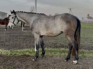 Urodziwa klacz LA CALIDAD x LARIUS W