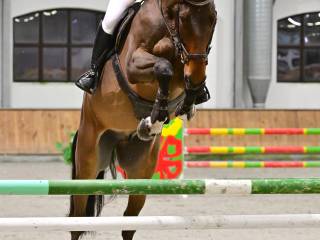 Trening koni i jeźdźców - Warszawa, Piaseczno i okolice