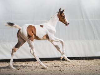 Srokata klaczka po Luigi D'Eclipse