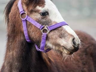 LUMOS - zjawiskowy ogierek Dgrupy!