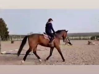 Wałach dla każdego