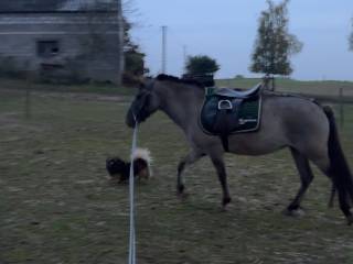 Klacz Konika polskiego