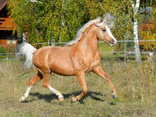 Donutello - kuc walijski - izabelowaty