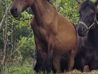 Klaczka huculska po rodzicach programowych