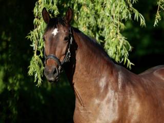 Wybitna klacz KWPN ujeżdżeniowa - ŹREBNA V-POWER