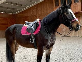 Spokojna klacz, po LeVoltaire, sprzedam w dobre ręce.