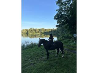 Klacz Śląska 5 lat Super spokojna głowa!