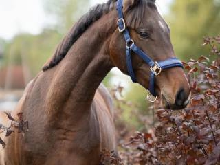 Przyszłościowa klacz do sportu