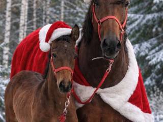 Sprzedam klacz PRE wys. 166 cm