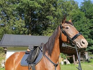 Klacz małopolska Euforia (Jung-Elita/Elgon)