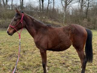 Młoda klacz małopolska Fanta (Kamp - Fiona/Judym)