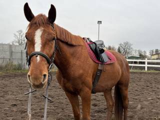 Duży, 4 letni wałach