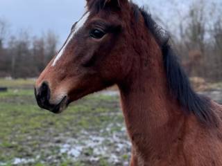 Ogierek sp odsadek Ramzes (Kamp - Rysa/Lokaut)