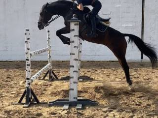 Na sprzedaż klacz westfalska – Kaipirínia (2007)