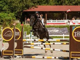 11-letni wałach profesor