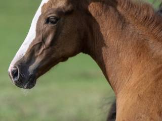 Klacz holsztyńska. BDB pochodzenie. Od hodowcy