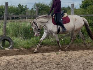 NOWA CENA Klacz 147 6lat