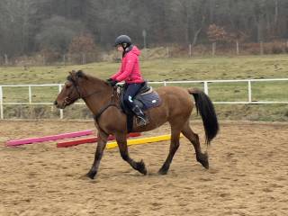 Koń mały klacz 5 lat na sprzedaż/ idealna w tereny